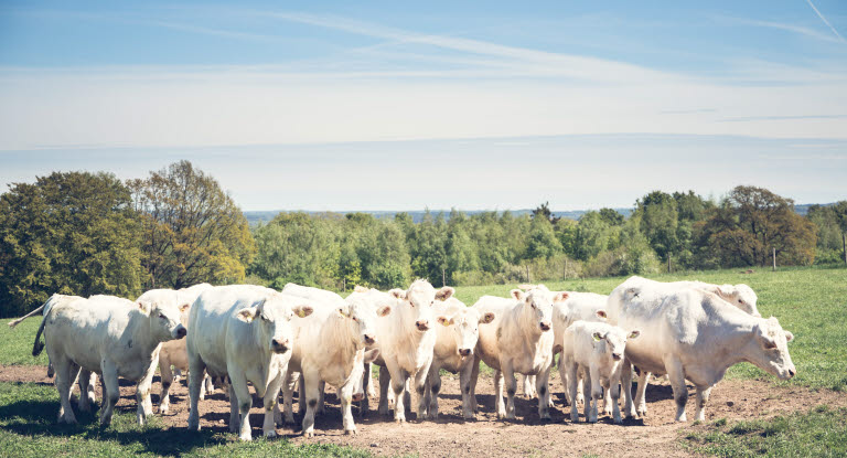 Charolais på bete