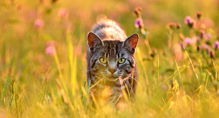 Katt på sommaräng