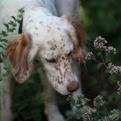 Hund stucken av geting.