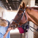 Veterinär undersöker hästens mun och tänder.