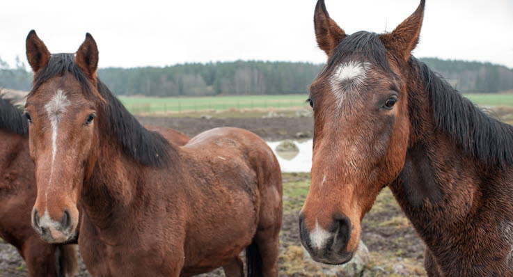 kolik häst symtom kolik häst symtom