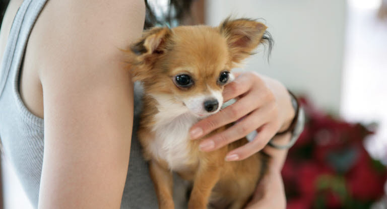 Matte känner igenom sin hund efter skador.