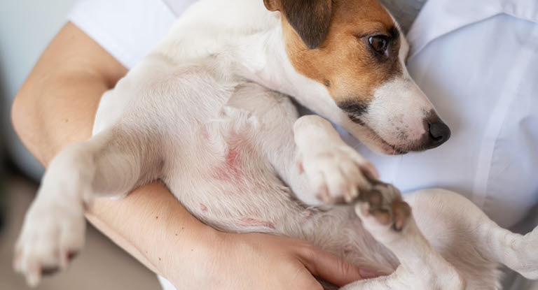 Utslag på hund visar sig ofta som röda knottror, plitor eller varblåsor i huden. De kan uppstå som en primär bakteriell infektion, men är vanligare ett sekundärt problem efter att hunden kliat eller irriterat huden. Här går vi igenom hur utslag ser ut, hur de behandlas och när du bör kontakta veterinär.