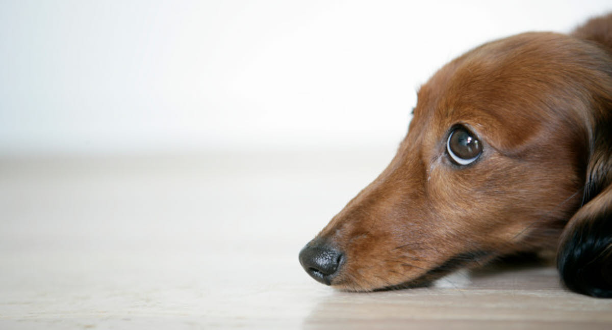 Lungmask hos hund Agria Djurförsäkring