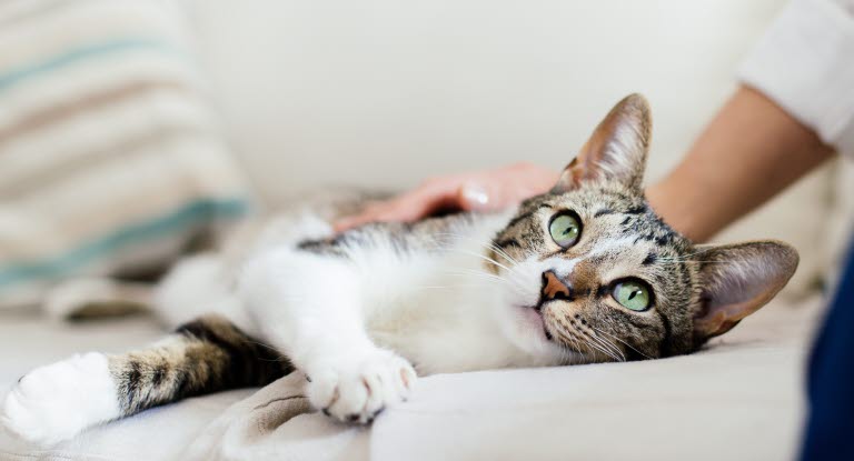 Katt med magkatarr blir klappad av sin ägare.