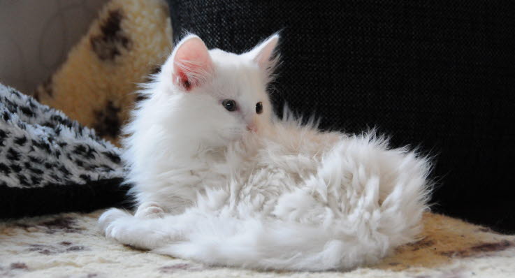 svamp hos katt svamp hos katt