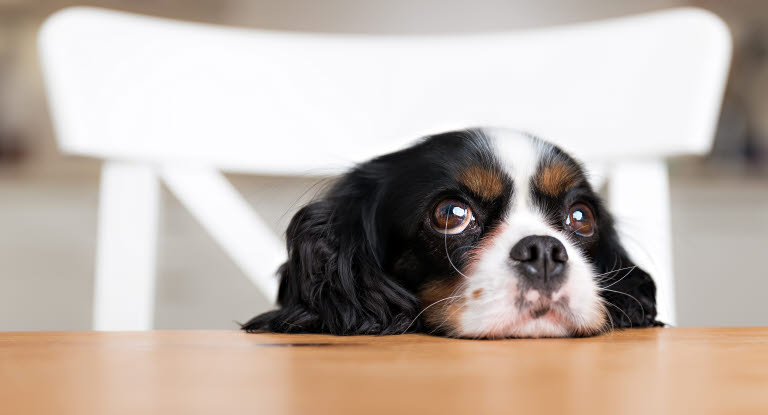 Hund som ska få en tablett