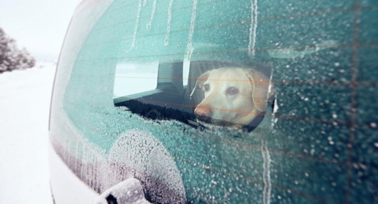 Hund I Bil Alla Regler Fran Jordbruksverket