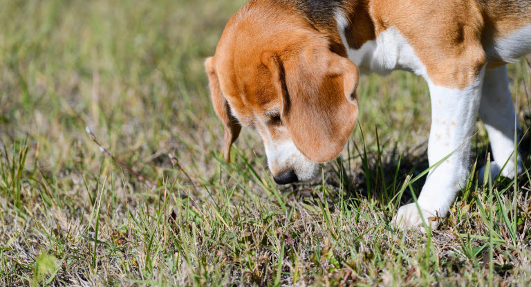 Hund som nosar i gräs. 