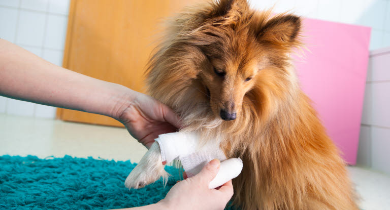 Hund får sin blödande tass inlindad i tryckförband.