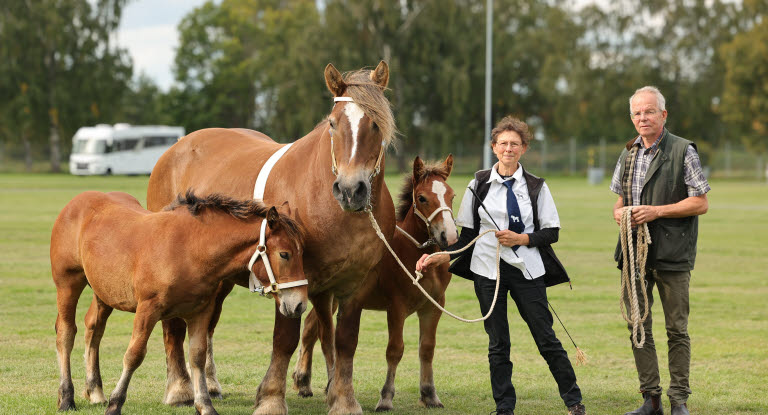 Bild på Vissla och hennes båda föl Visa och Visett, tillsammans med ägarna Annika och Ulf Axelson.