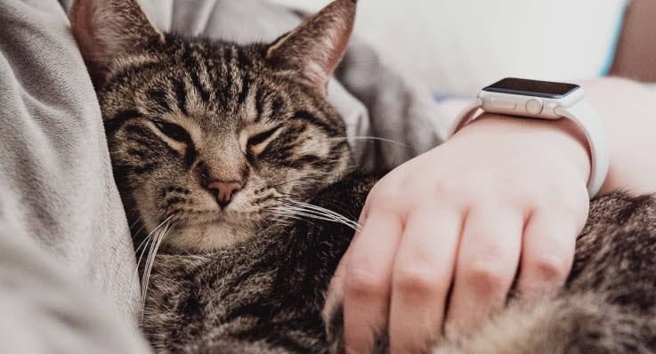 hur länge lever en innekatt hur länge lever en innekatt