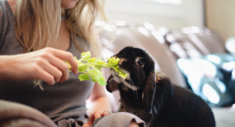 Vilken mat ska man ge en kanin? Grönsallad är en bra grej att ge kaninen.