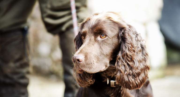 Leptospiros är en bakteriesjukdom som kan drabba hund, andra djur och människor.