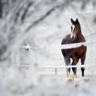 Häst ute i  vintrig hage. 