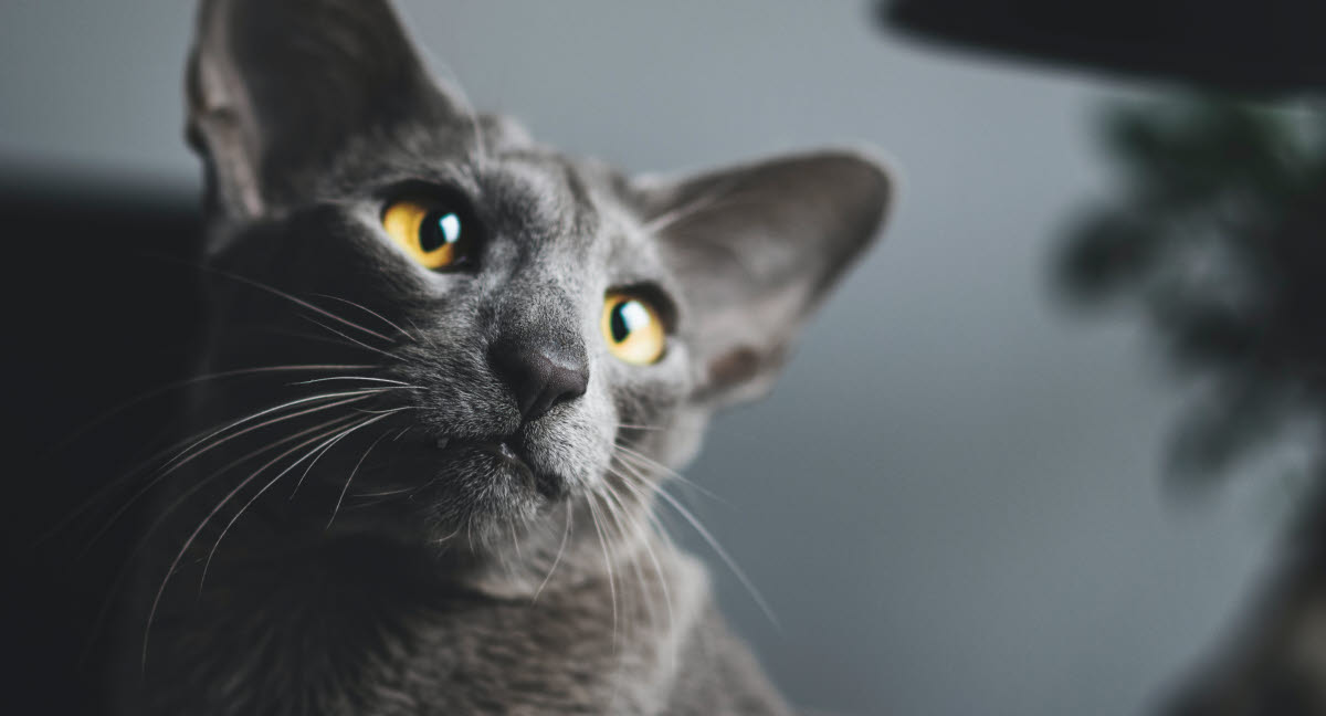 haj Uændret Luscious Blodöra hos katt beror ofta på inflammation - Agria Djurförsäkring
