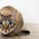 Katt med bukspottkörtelinflammation