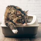 Katt som bajsat på kattlådan.