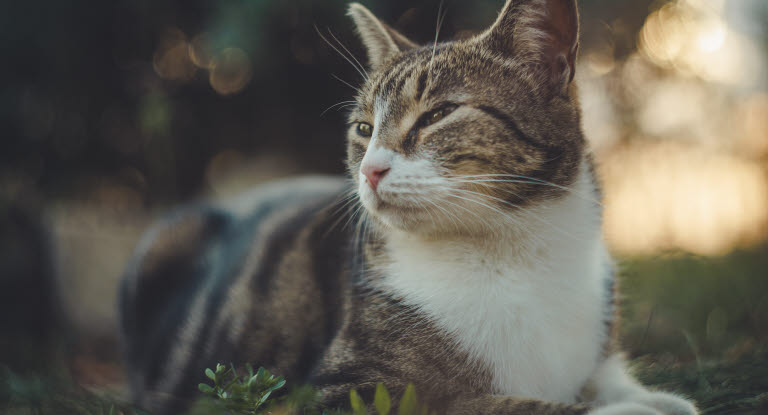 Katt myser i trädgården.