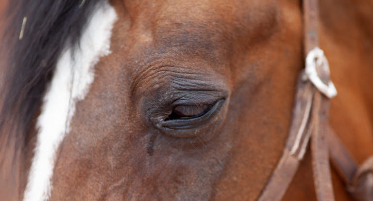 Rinnande och svullet öga kan vara tecken på ögoninflammation.