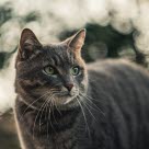 Hornhinnesår hos katt upptäcks ofta genom att katten verkar irriterad i ögat