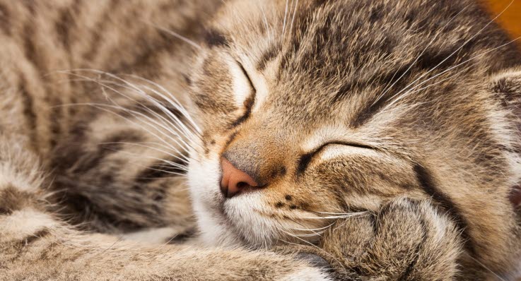 kattunge svullen mage kattunge svullen mage