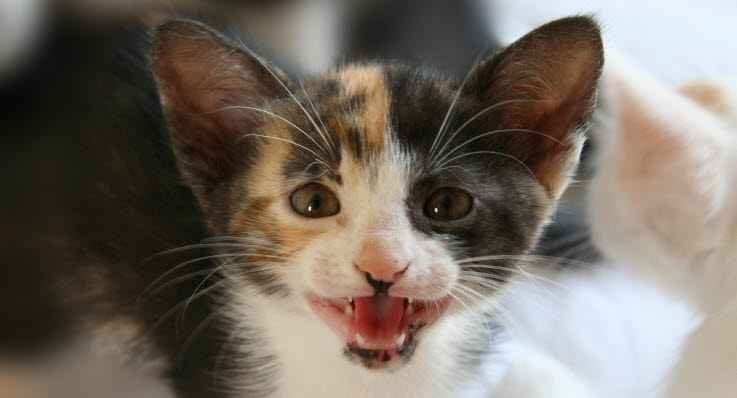 katt nyser blod