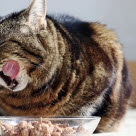 Farorna med övervikt hos katt
