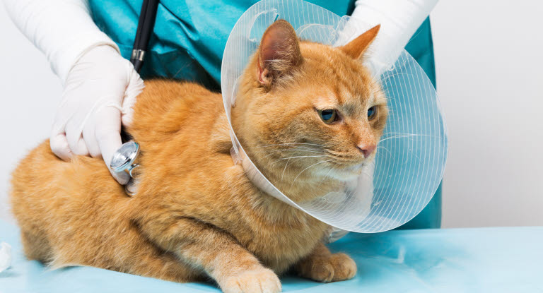 Katt med bitsår och tratt blir undersökt av veterinär.