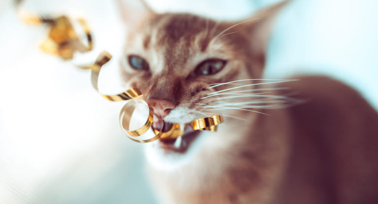 Katt som tuggar på presentsnören kan vara farligt.