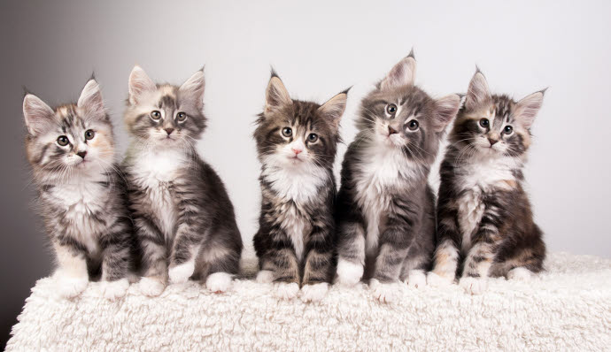 5 norska skogkattungar
