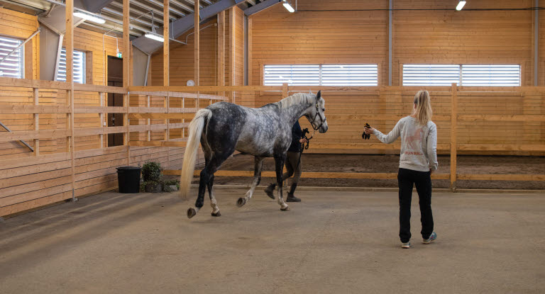 En bra veterinär är guld värd