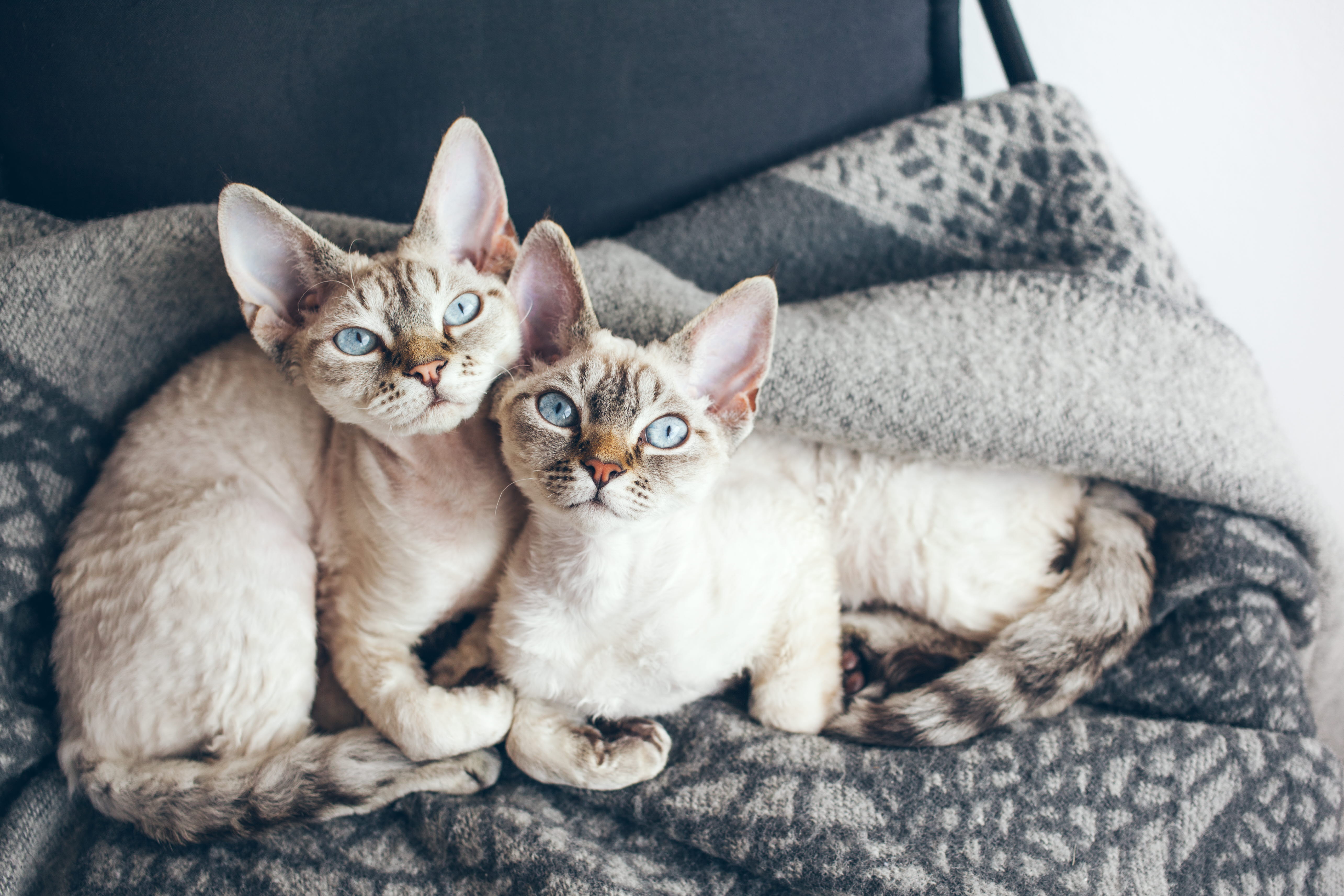 Två Devon Rex som gosar