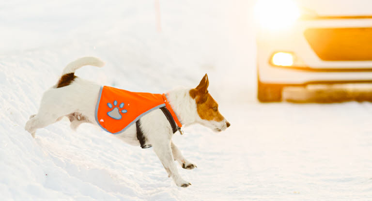 Hund som springer över vägen. Så här gör du om kört på en hund 