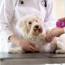 Hund får sin skada bandagerad av veterinär.