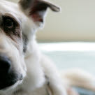 Hundar kan drabbas av ögoninflammation
