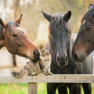 Ta hand om stallkatten bland hästarna