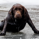 En hund som går igenom isen eller hamnar i vatten löper risk att dra in vatten i lungorna.