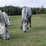 Ponnyer betar i hage
