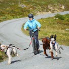 Cykla med hund en bra motionsform