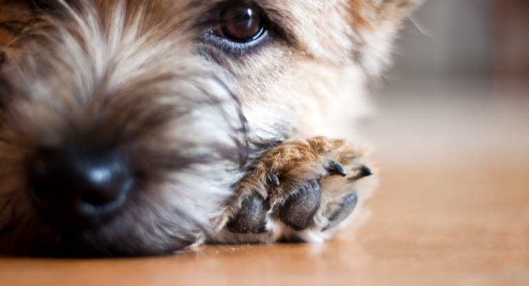 Vidner pastel Produktiv Avlivning av hund - Agria Djurförsäkring