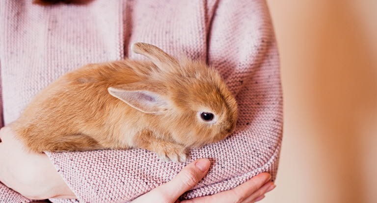 Tips för dig som äger en kanin eller som tänkt köpa! - Agria Djurförsäkring