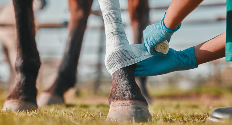 Häst med fraktur som får bandage.