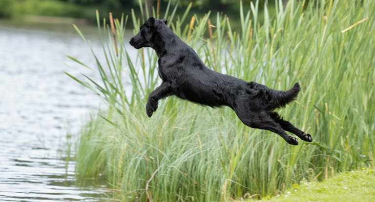 Flatcoated retriever som vattenapporterar på jakt.