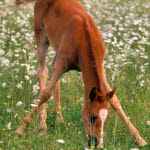 Föl med felaktig benställning.