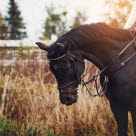 Häst och ryttare gör övningar som är bra för hästens rygg.