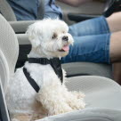Hund sitter med säkerhetsbälte i bilen.