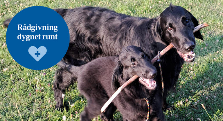 Valpen Balder leker med en annan hund.