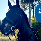 Brun, tränsad häst bredvid rund illustration med texten "Rådgivning dygnet runt".