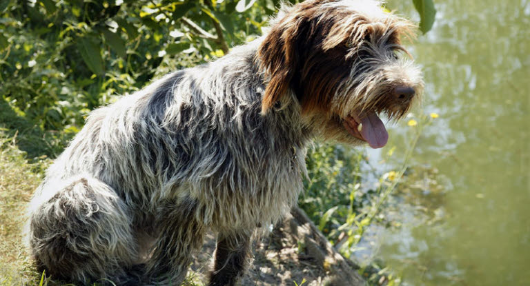 Hund som sitter och flämtar.